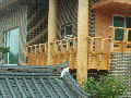 jun cedar 100.gif